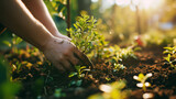 Fototapeta  - Person planting trees or working in community garden promoting local food production and habitat restoration, concept of Sustainability and Community Engagement