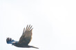 狩りのために飛翔する美しいチュウヒ（タカ科）。

日本国栃木県栃木市、渡良瀬遊水地にて。
ラムサール条約登録。
2023年12月9日撮影。


A beautiful Eastern Marsh Harrier (family comprising Circus the hawks) in flight for hunting.

At WATARASE Retarding Basin, Toch