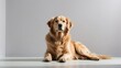 A noble Golden Retriever lies regally in a studio, its lush golden coat and composed demeanor standing out against a minimalistic white backdrop, epitomizing the breed's beauty and calm.