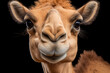 portrait of a camel in close-up looking at camera on black background