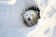 Large polar bear on ice. White bear on snowy background peeks out from a snowy den. Wildlife nature. Melting iceberg and global warming. Climate change concept