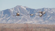 Sandhill Cranes flying against snowcapped mountain in Bosque del apache national refuge, Utah
