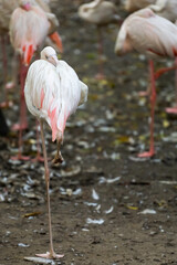 Wall Mural - The flamingo is stand up and cute pink bird in nature garden