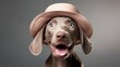 portrait of weimaraner dog in stylish hat, canine isolated on clean background