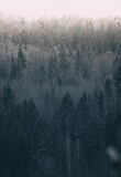 Fototapeta Natura - Foggy winter landscape with coniferous forest.