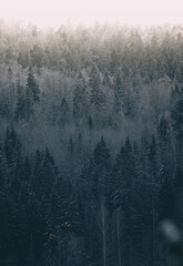 foggy winter landscape with coniferous forest.