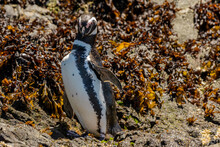 Humboldt Penguin (Spheniscus Humboldti), Chiloe - Islotes De Punihuil, Lake District, Chile
