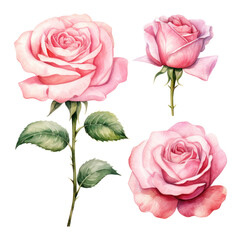 Poster - pink roses watercolor 