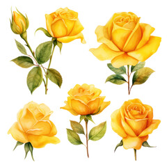 Poster - yellow roses watercolor isolated on white or transparent background 