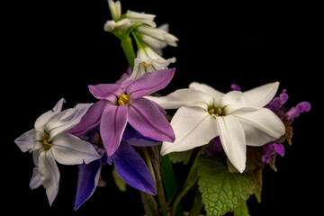 Wall Mural - Ipheion uniflora-cultivars