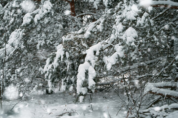 Canvas Print - A snowy pine branch in the winter forest. The photo captures the natural beauty of a pine branch covered with snow and ice crystals in the winter forest.