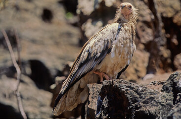 Poster - Egyptian vulture