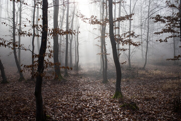 Wall Mural - moody foggy forest in autumn