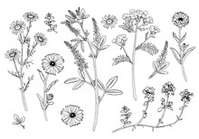 Herb Flower Set Vector Outline Illustration. Hand Drawn Clipart Bundle Of Calendula And Medicinal Chamomile. Black Line Art Of Officinalis Wildflower And Leaves. Linear Drawing On Isolated Background