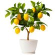 lemon tree in a white ceramic pot on a transparent background. For the houseplant concept.