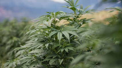 Wall Mural - Organic green cannabis plant, cultivated CBD hemp stalks with flower buds and leaves, close up shot. Herbal alternative medicine concept.