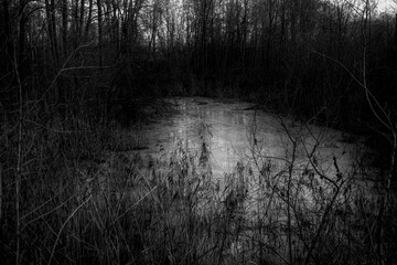 Branches of trees in the cold and flood forest in black and grey tone. Despair and hopeless concept