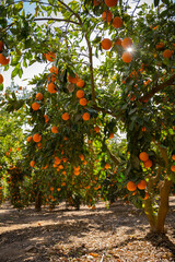 orange tree in autumn