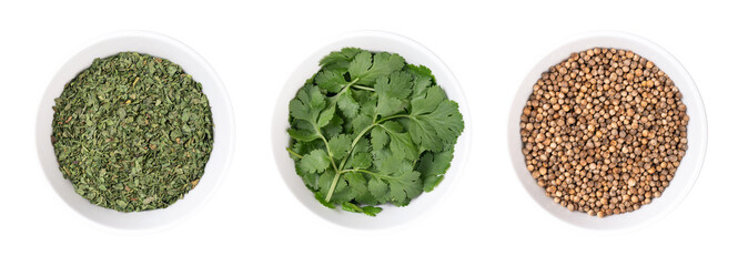 Wall Mural - Dried and fresh cilantro leaves, and coriander seeds, in white bowls. Annual herb, used in cooking. Fresh leaves and dried seeds are the most commonly used in cooking, but they have different flavors.