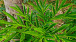 Porang plant or Amorphophallus muelleri