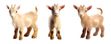Group Of Baby Cute Goat Animal Multi Pose, Isolated On Transparent Or White Background