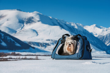 Sticker - Shih tzu dog sitting in pet carrier on winter mountains background