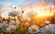 © Harry - daisy flowers in a field at sunset