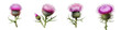 Thistle Hyperrealistic Highly Detailed Isolated On Transparent Background Png File