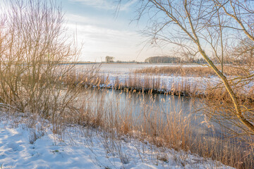 Wall Mural - View between the bare branches of bushes over a snow-covered rural area in a Dutch polder. The sun is already low in the sky and a bit of mist is already visible over the fields.