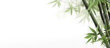Green Bamboo Leaves On White Background, Can Be Used As Posters, Advertising Media, Presentations And Others. Generative AI