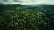 Aerial view of green forest Forest view surface from the ecosystem above