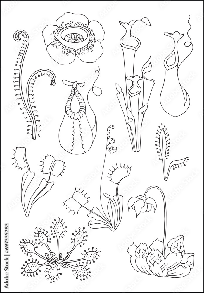 Carnivorous plants. Venus flytrap, nepenthes and sundews. Set of vector ...