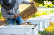 beekeeping concept,the beekeeper holds wooden frame of honeycomb from wooden apiary crates or beehive boxes in the orchard