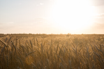 Large wheat field at sunset, golden wheat field