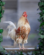 White brown rooster crowing in garden