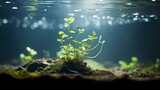 Fototapeta Do akwarium - Underwater plant