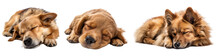 Collection Of Dog Sleeping Isolated On Transparent Or White Background