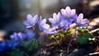 The forest is filled with beautiful spring flowers that bloom. hepatica hepatica nobilis is a stunning flower.
