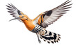 Enchanting Hoopoe's Aerial Ballet in Natural Splendor Isolated on Transparent Background PNG.