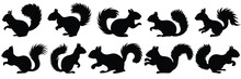 Squirrel Silhouettes Set, Large Pack Of Vector Silhouette Design, Isolated White Background