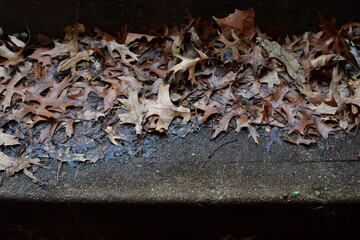 Sticker - Fallen Brown Leaves on Cement Steps