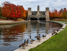 Canada Geese On Wall Of Canal With Liftlocks In The Background