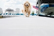 © Sarah Rypma - Golden Retriever Dog Carrying American Flag on Lakeside Dock During Summer