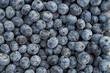 © Sarah Rypma - Closeup of freshly picked blueberries in summer