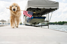 Golden Retriever Dog Carrying American Flag On Lakeside Dock During Summer