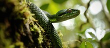 Monteverde, Costa Rica Tree: Green Snake Consuming Brown Bird.