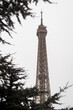 The Eiffel Tower through a fir tree in the rain in winter in Paris