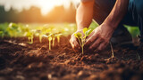 Fototapeta  - Closeup of male hands planting seedlings in fertile soil