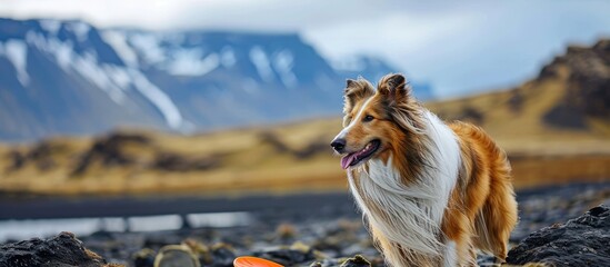 Collie dog having fun with a frisbee in Iceland, with blurry background