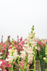 Wall Mural - Antirrhinum potomac flower garden in Chiang Mai, Thailand.